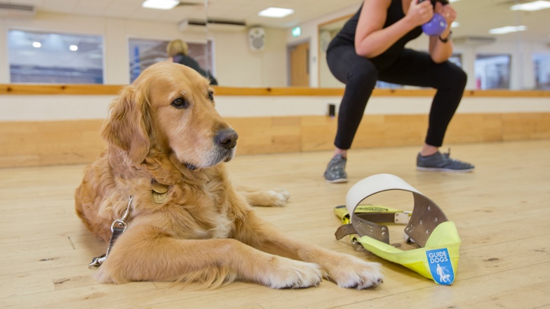 guide-dog-and-owner-at-the-gym