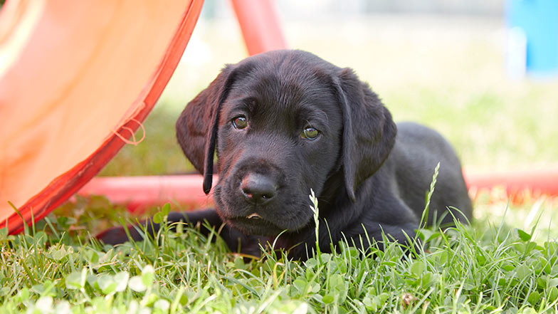 Harry the puppy lying in the grass