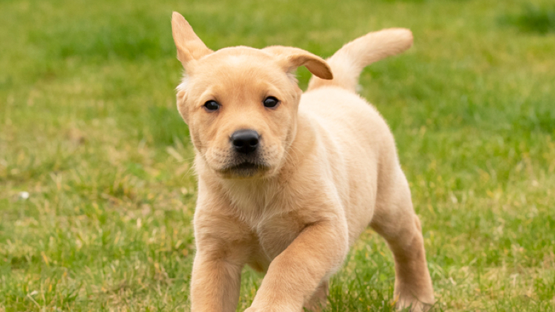 Archie running through the grass